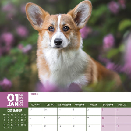 CalendarsRUs Welsh Corgi A3 Kalender 2026