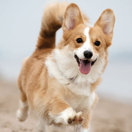 CalendarsRUs Welsh Corgi A3 Kalender 2026