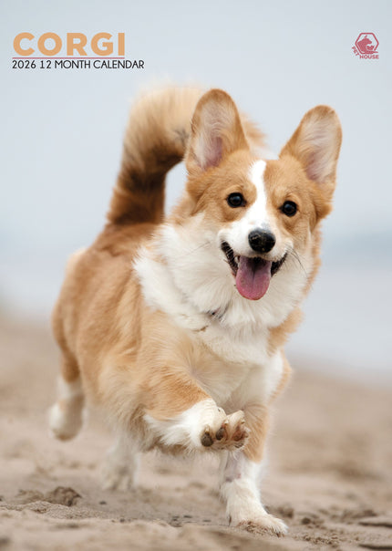 CalendarsRUs Welsh Corgi A3 Kalender 2026