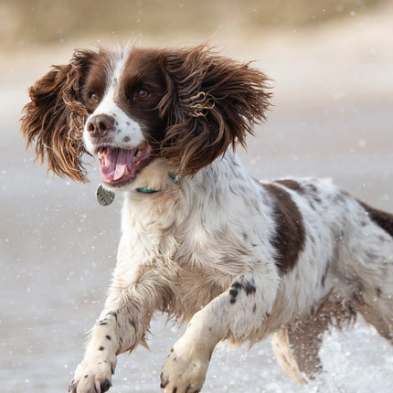 CalendarsRUs Welsh Springer Spaniel A3 Kalender 2027