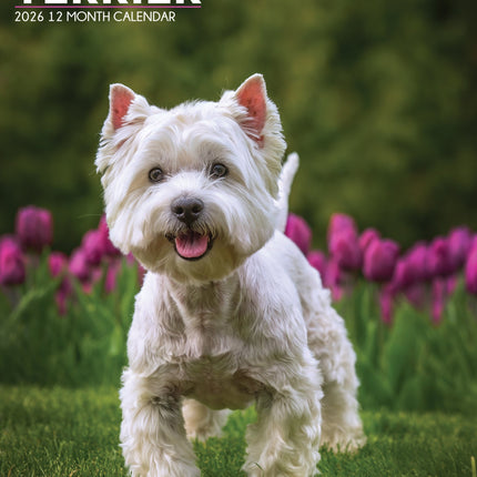 CalendarsRUs West Highland White Terrier A3 Kalender 2026