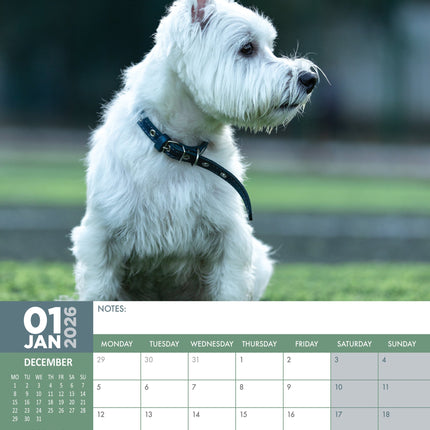 CalendarsRUs West Highland White Terrier A3 Kalender 2027