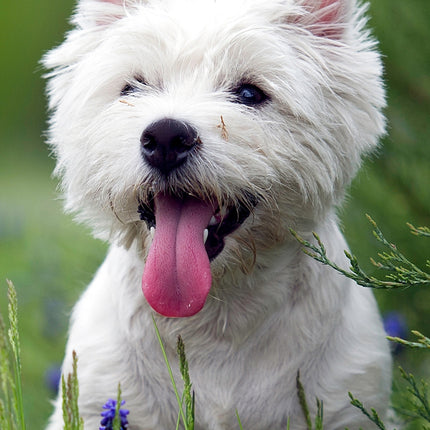 CalendarsRUs West Highland White Terrier Slimline Kalender 2026