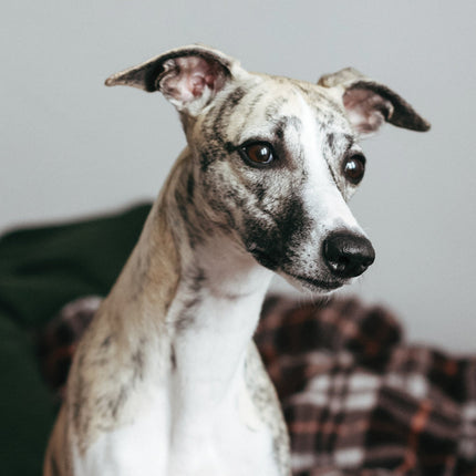 CalendarsRUs Whippet A3 Kalender 2026