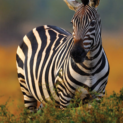 CalendarsRUs Wildlife A3 Kalender 2026