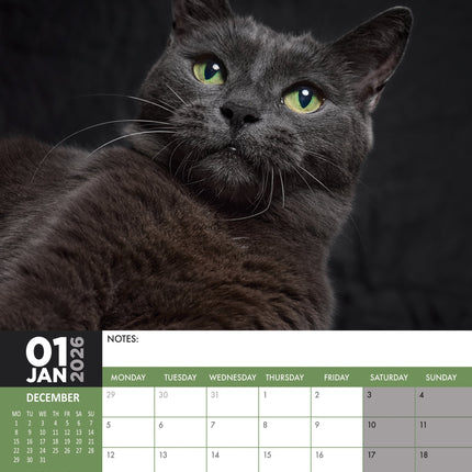 CalendarsRUs Zwarte Katten A3 Kalender 2026