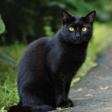 CalendarsRUs Zwarte Katten A3 Kalender 2026