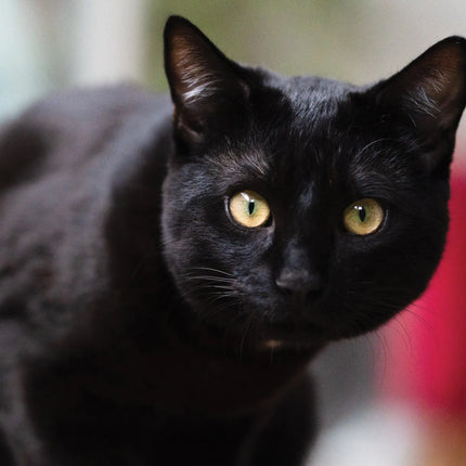 CalendarsRUs Zwarte Katten A3 Kalender 2027