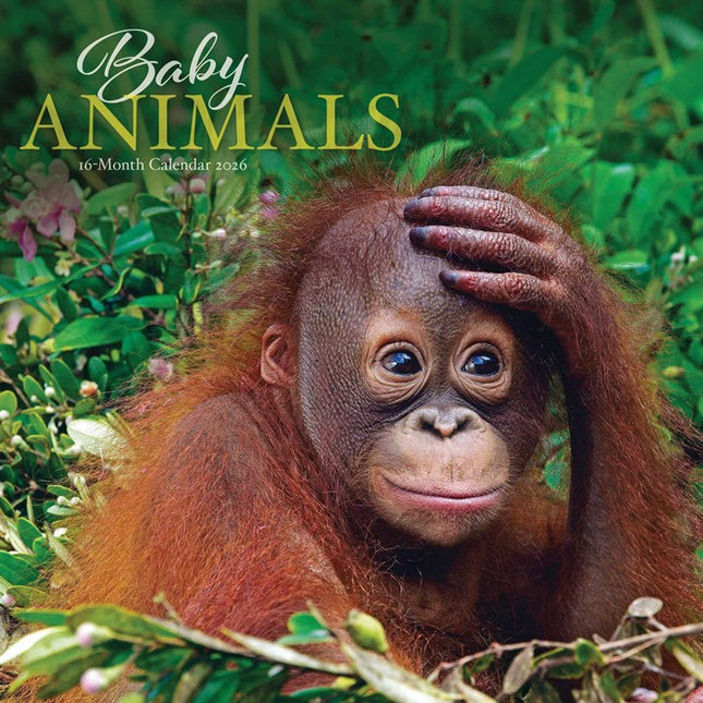 CarouselCalendars Baby Dieren Kalender 2026