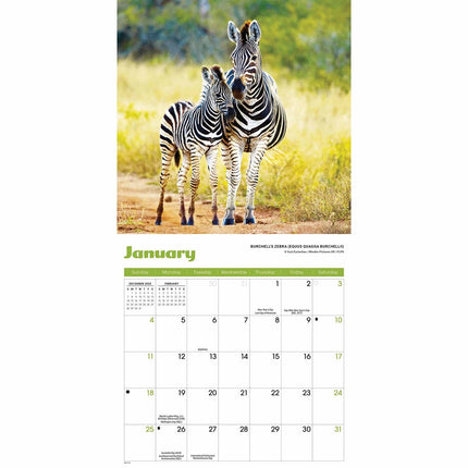 CarouselCalendars Baby Dieren Mini Kalender 2026
