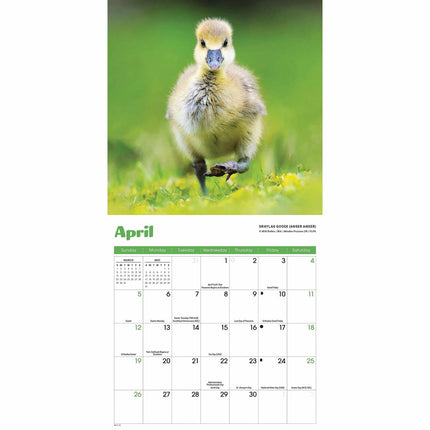 CarouselCalendars Baby Dieren Mini Kalender 2026