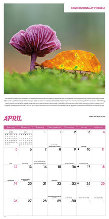 CarouselCalendars Bijzondere Paddenstoelen Kalender 2026