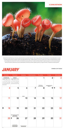 CarouselCalendars Bijzondere Paddenstoelen Kalender 2026