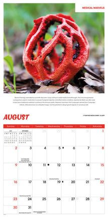 CarouselCalendars Bijzondere Paddenstoelen Kalender 2026