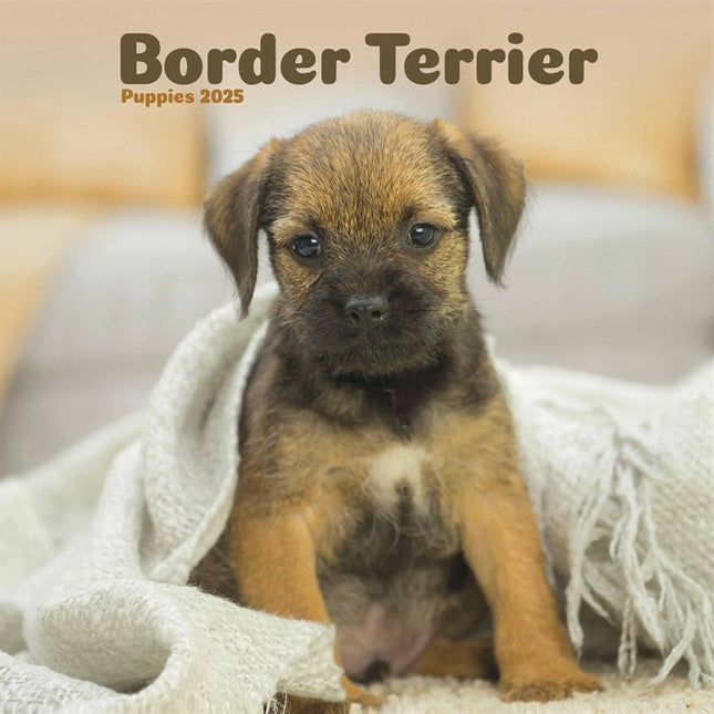 CarouselCalendars Border Terrier Mini Kalender Puppies 2025