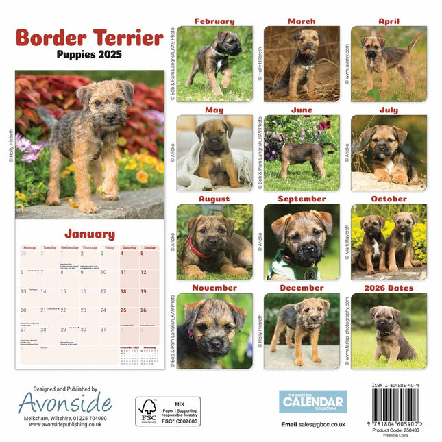 CarouselCalendars Border Terrier Mini Kalender Puppies 2025