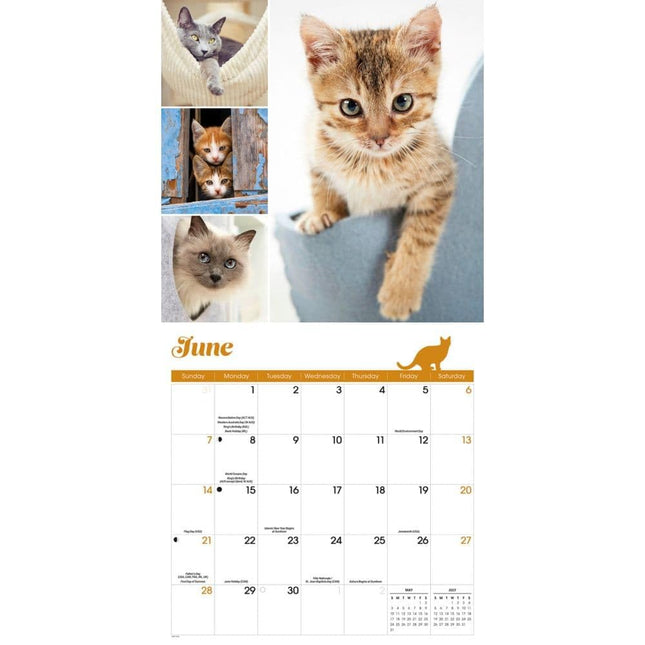 CarouselCalendars Cat Lovers Kalender 2026