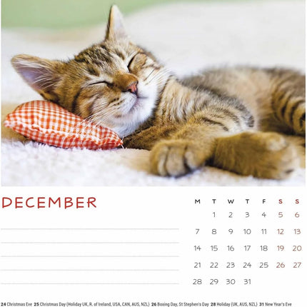 CarouselCalendars Cat Naps Deskkalender 2026
