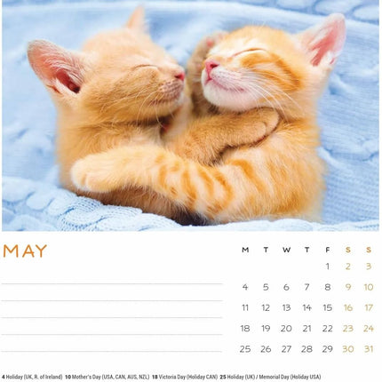 CarouselCalendars Cat Naps Deskkalender 2026