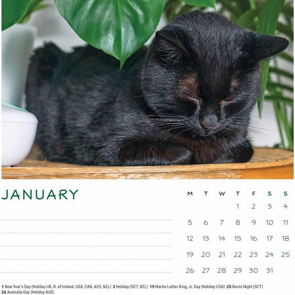 CarouselCalendars Cat Naps Deskkalender 2026