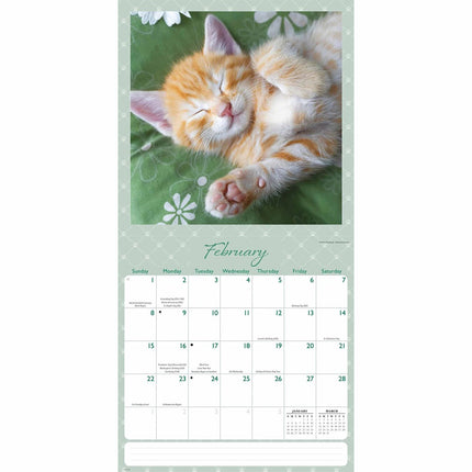 CarouselCalendars Cat Naps Kalender 2026