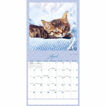 CarouselCalendars Cat Naps Kalender 2026