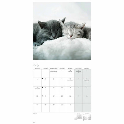 CarouselCalendars Cat Naps Mini Kalender 2026