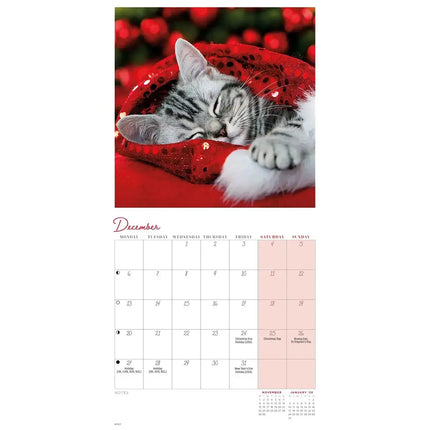 CarouselCalendars Cat Naps Mini Kalender 2026