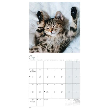 CarouselCalendars Cat Naps Mini Kalender 2027