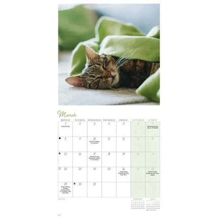 CarouselCalendars Cat Naps Mini Kalender 2027