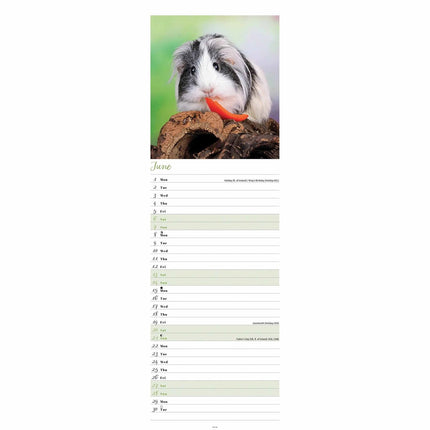 CarouselCalendars Cavia Kalender 2026 Slimline