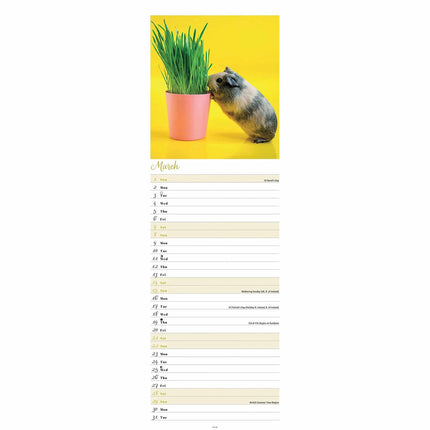 CarouselCalendars Cavia Kalender 2026 Slimline