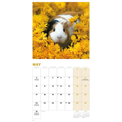 CarouselCalendars Cavia Kalender 2027 Mini