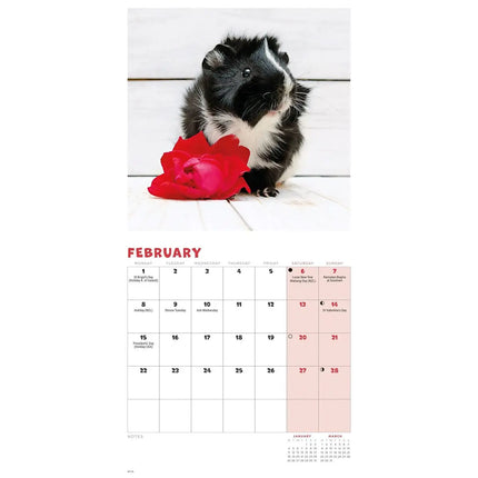 CarouselCalendars Cavia Kalender 2027 Mini