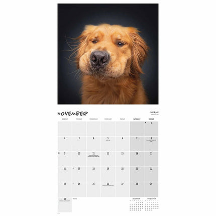 CarouselCalendars Comedy Pet Kalender 2026