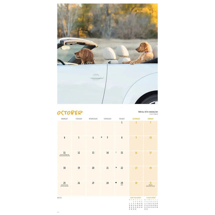 CarouselCalendars Comedy Pet Kalender 2027