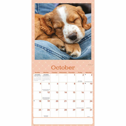 CarouselCalendars Dog Naps Kalender 2026