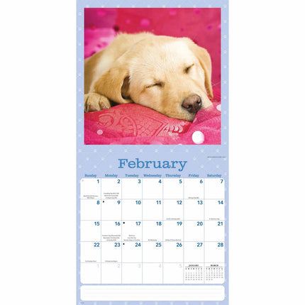 CarouselCalendars Dog Naps Kalender 2026