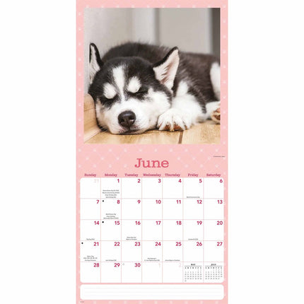 CarouselCalendars Dog Naps Kalender 2026