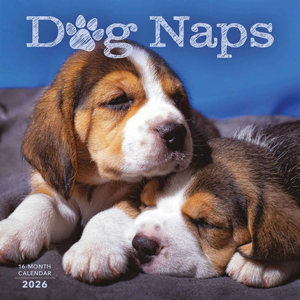CarouselCalendars Dog Naps Kalender 2026