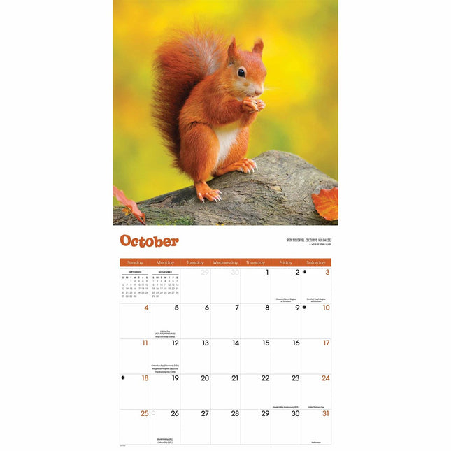 CarouselCalendars Eekhoorn Kalender 2026