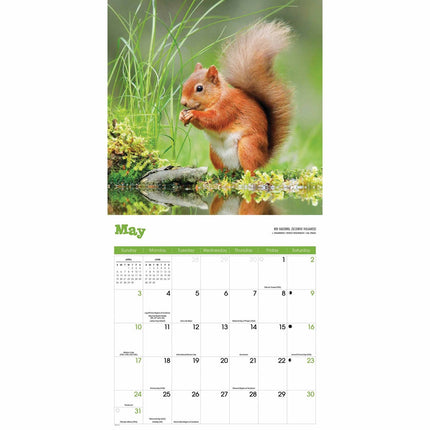 CarouselCalendars Eekhoorn Kalender 2026