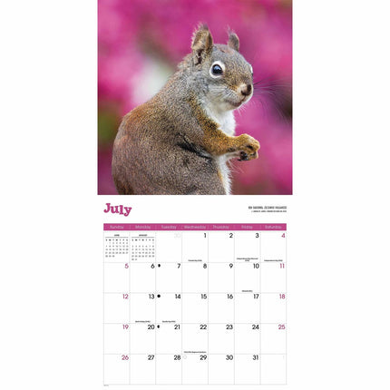 CarouselCalendars Eekhoorn Kalender 2026
