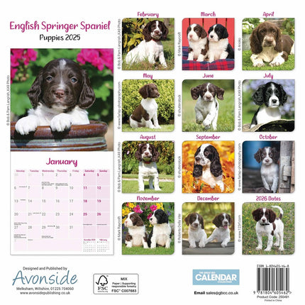 CarouselCalendars English Springer Spaniel Puppies Mini Kalender 2025