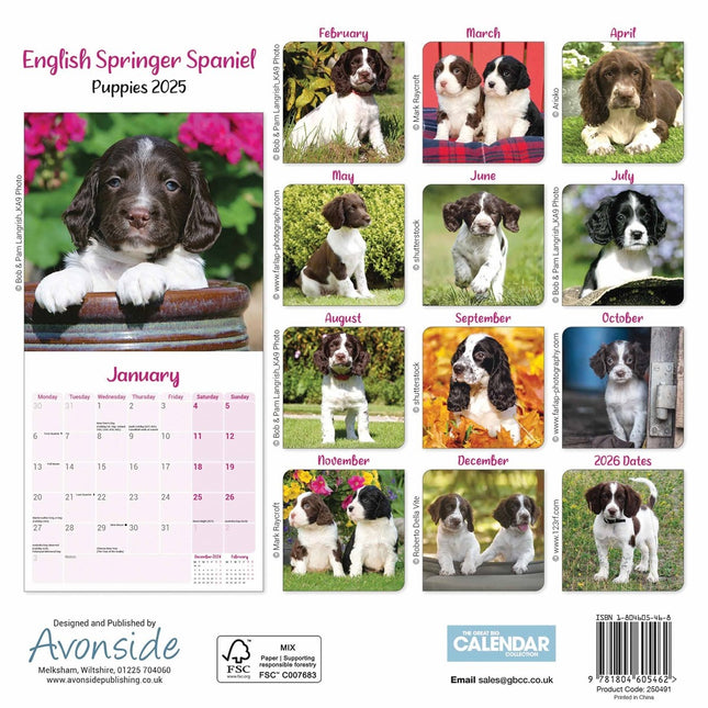 CarouselCalendars English Springer Spaniel Puppies Mini Kalender 2025