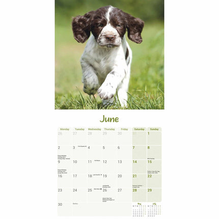 CarouselCalendars English Springer Spaniel Puppies Mini Kalender 2025