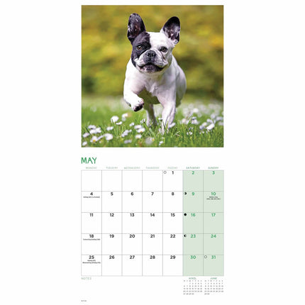 CarouselCalendars Franse Bulldog Kalender 2026 Mini