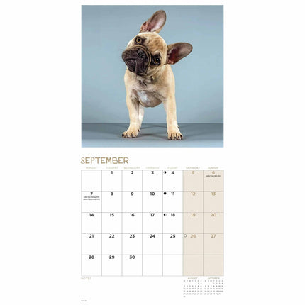 CarouselCalendars Franse Bulldog Kalender 2026 Mini
