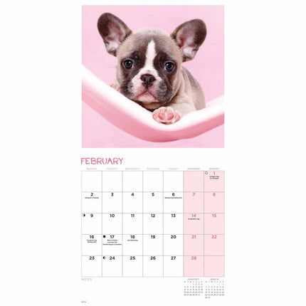 CarouselCalendars Franse Bulldog Kalender 2026 Mini
