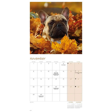 CarouselCalendars Franse Bulldog Kalender 2027 Mini